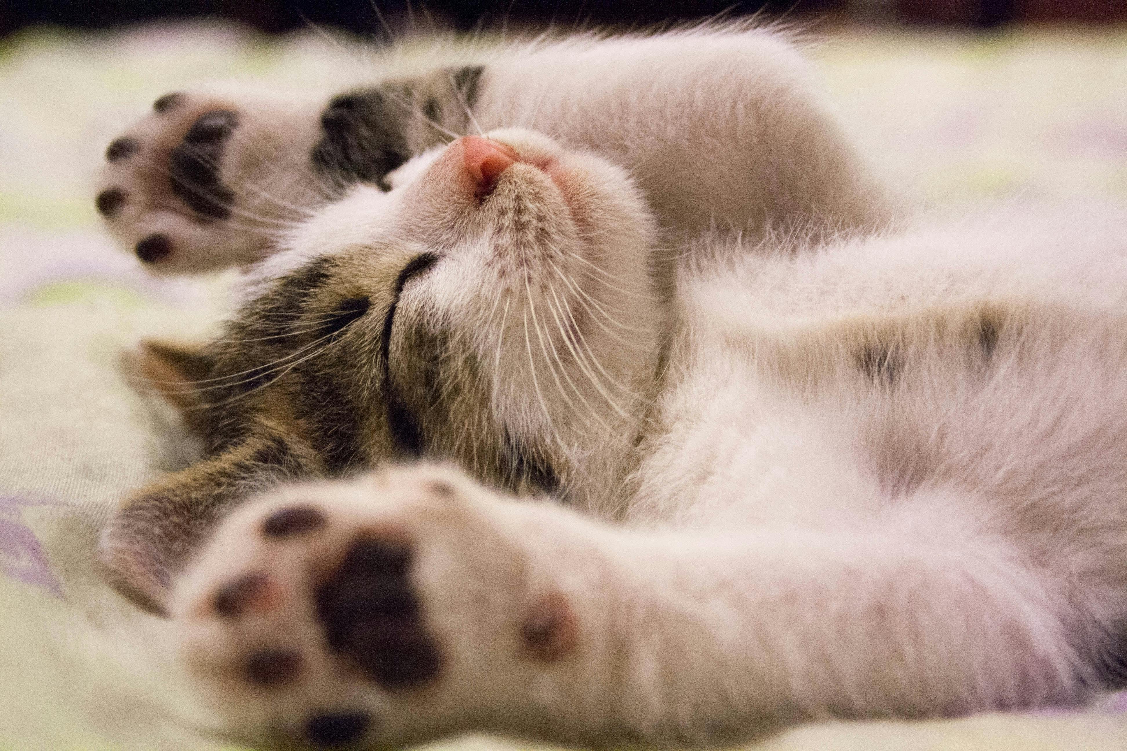 Sleep – the overlooked health treatment